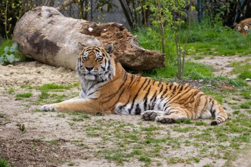 Ranthambore Corbett Tour With Agra